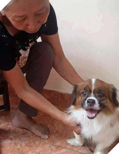 Chú chó chảy nước mắt chia tay người chủ sau 11 năm gắn bó tại TP. Hồ Chí Minh