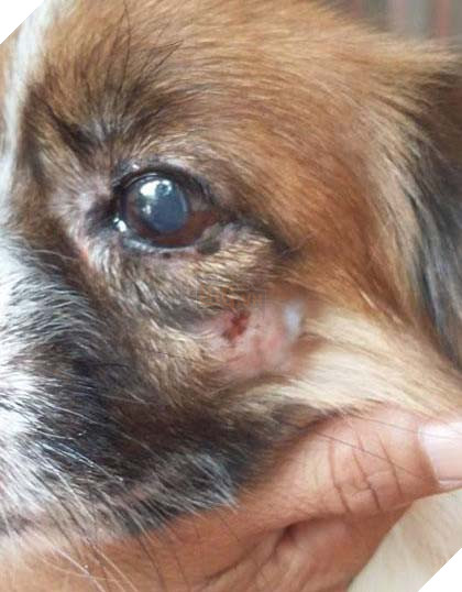 Chú chó chảy nước mắt chia tay người chủ sau 11 năm gắn bó tại TP. Hồ Chí Minh 3