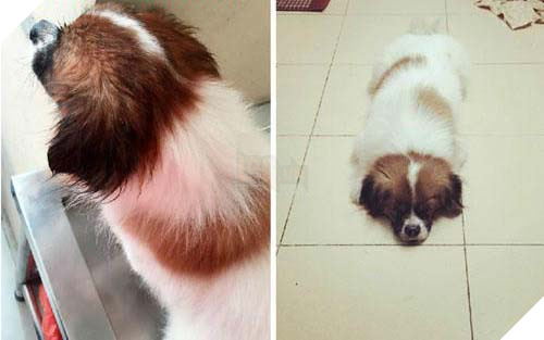 Chú chó chảy nước mắt chia tay người chủ sau 11 năm gắn bó tại TP. Hồ Chí Minh 4