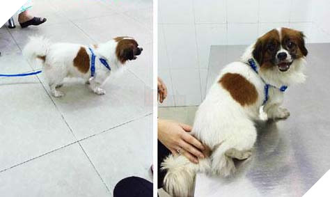 Chú chó chảy nước mắt chia tay người chủ sau 11 năm gắn bó tại TP. Hồ Chí Minh 6