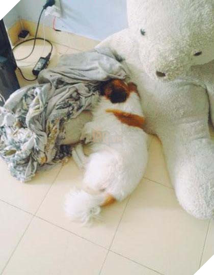 Chú chó chảy nước mắt chia tay người chủ sau 11 năm gắn bó tại TP. Hồ Chí Minh 7