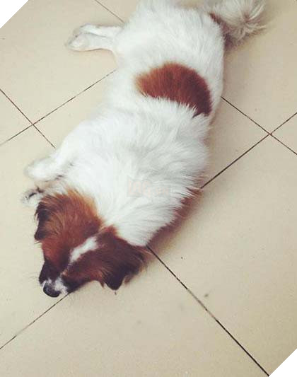 Chú chó chảy nước mắt chia tay người chủ sau 11 năm gắn bó tại TP. Hồ Chí Minh 8