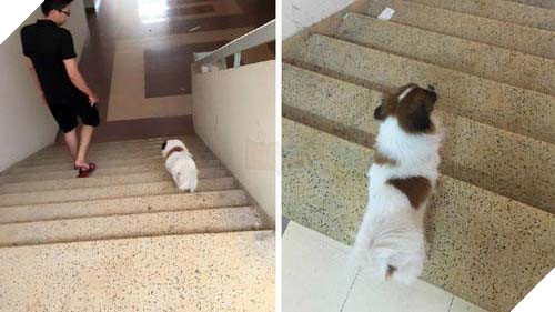 Chú chó chảy nước mắt chia tay người chủ sau 11 năm gắn bó tại TP. Hồ Chí Minh 9