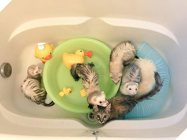 Cô mèo nghĩ mình là... chồn sương vì được chúng nhận nuôi từ bé 10