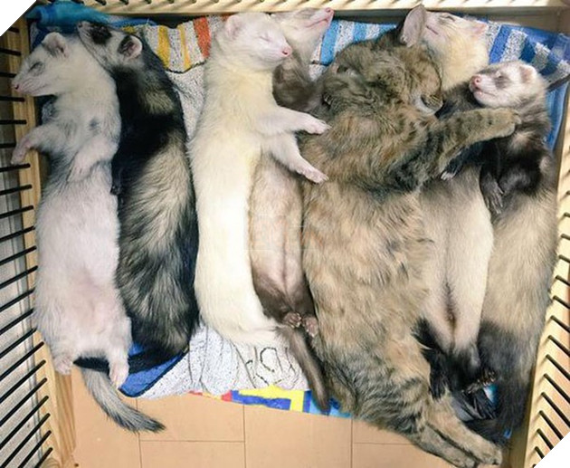 Cô mèo nghĩ mình là... chồn sương vì được chúng nhận nuôi từ bé 13