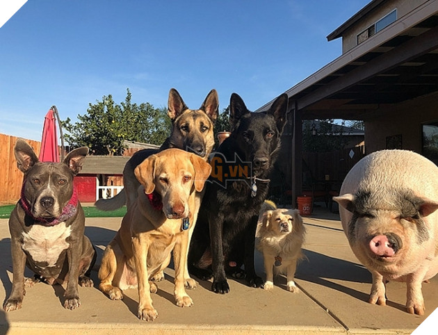 Chú lợn đáng yêu khi luôn nghĩ mình là.... chó