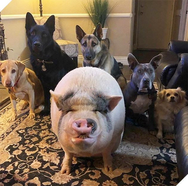 Chú lợn đáng yêu khi luôn nghĩ mình là.... chó