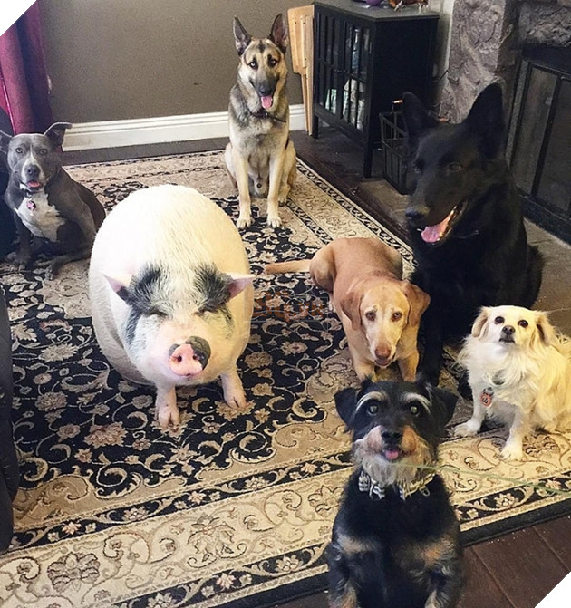 Chú lợn đáng yêu khi luôn nghĩ mình là.... chó