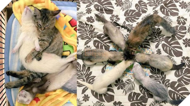 Cô mèo nghĩ mình là... chồn sương vì được chúng nhận nuôi từ bé