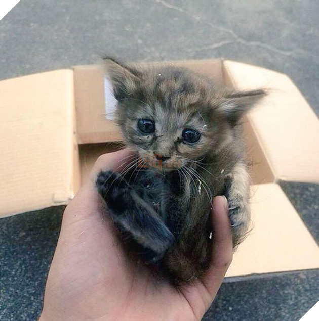 Cô mèo nghĩ mình là... chồn sương vì được chúng nhận nuôi từ bé 2