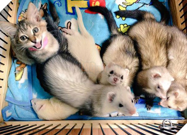 Cô mèo nghĩ mình là... chồn sương vì được chúng nhận nuôi từ bé 3