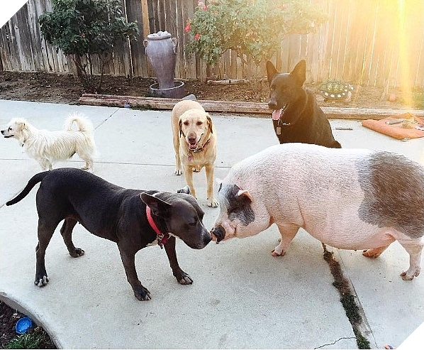 Chú lợn đáng yêu khi luôn nghĩ mình là.... chó