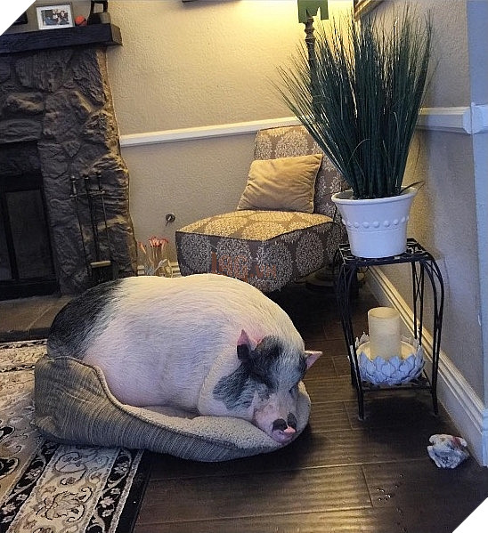 Chú lợn đáng yêu khi luôn nghĩ mình là.... chó