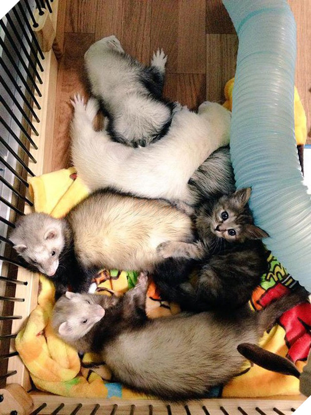 Cô mèo nghĩ mình là... chồn sương vì được chúng nhận nuôi từ bé 6