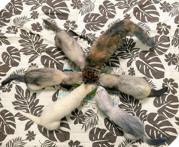 Cô mèo nghĩ mình là... chồn sương vì được chúng nhận nuôi từ bé 7