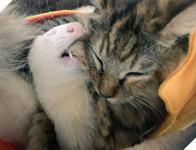 Cô mèo nghĩ mình là... chồn sương vì được chúng nhận nuôi từ bé 9