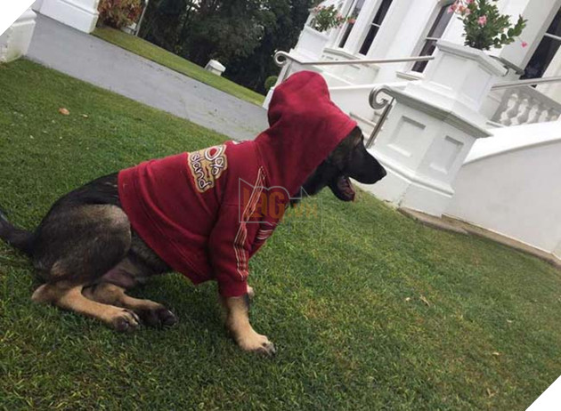 Chu cho canh sat bi sa thai vi thich lam quen voi nguoi la, bo quen nhiem vu 4 chú chó cảnh sát đáng yêu