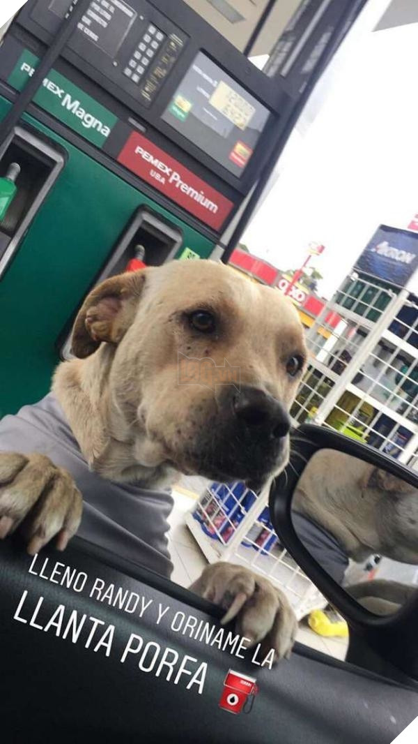 
Chuyên gia "thả thính" các khách hàng tại trạm xăng chính là Randy.