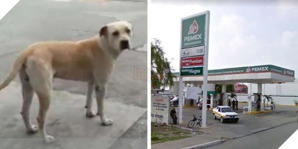 
Chú chó cơ nhỡ ngày nào...