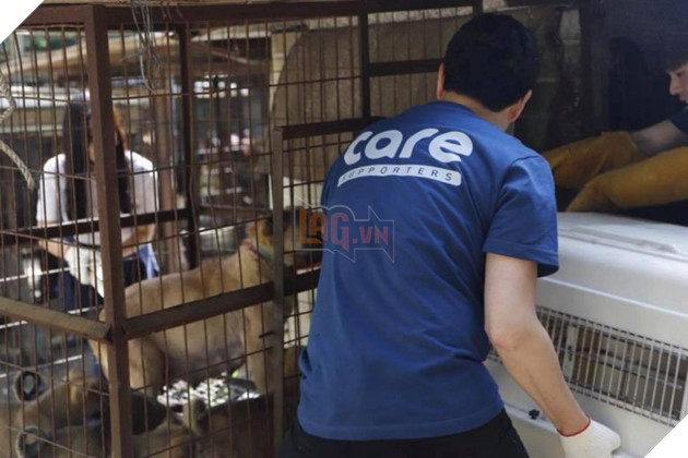 Tổ chức bảo vệ động vật hàng đầu Hàn Quốc bị tố giết hại hàng trăm con chó để kiếm thêm tiền quyên góp - Ảnh 1.