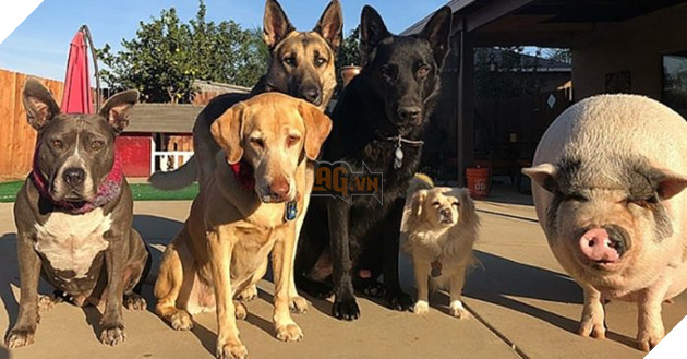 Chú lợn đáng yêu khi luôn nghĩ mình là.... chó