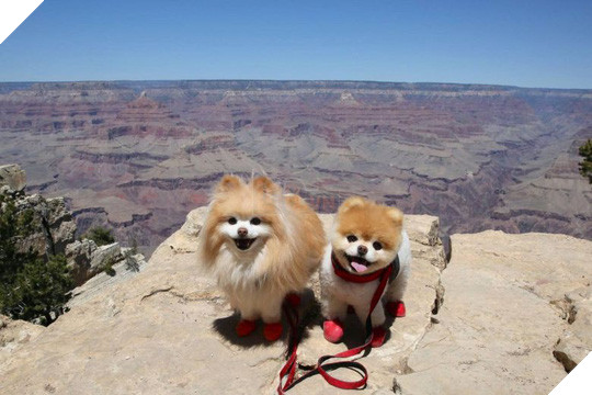 Chú chó Boo đáng yêu nhất thế giới qua đời - Ảnh 1.