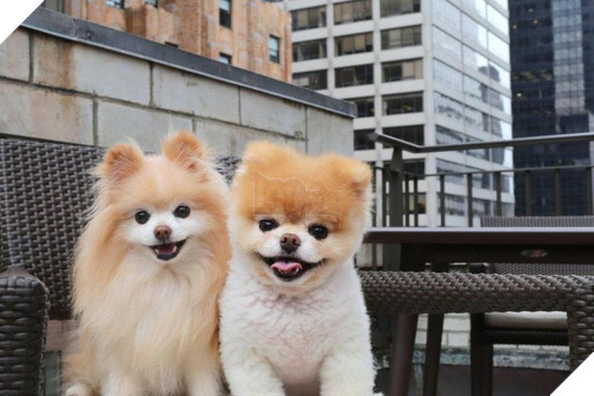 Chú chó Boo đáng yêu nhất thế giới qua đời - Ảnh 2.