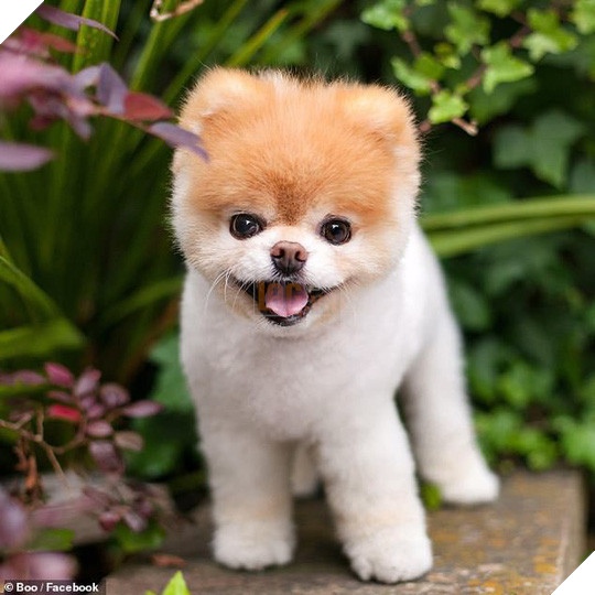 Chú chó Boo đáng yêu nhất thế giới qua đời - Ảnh 5.