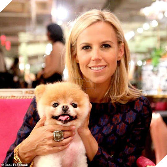 Chú chó Boo đáng yêu nhất thế giới qua đời - Ảnh 6.