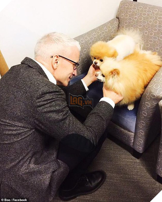 Chú chó Boo đáng yêu nhất thế giới qua đời - Ảnh 7.