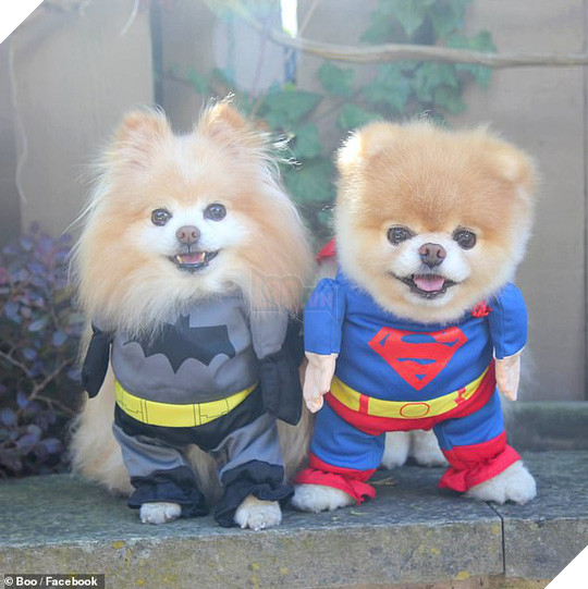 Chú chó Boo đáng yêu nhất thế giới qua đời - Ảnh 8.