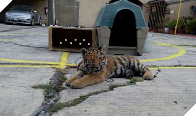 tiger rescue mexico