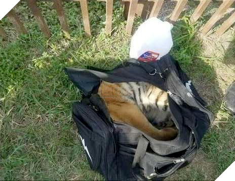 tiger cub rescue mexico