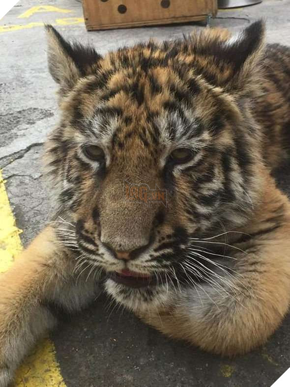 tiger rescue mexico 