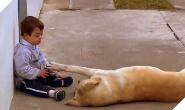 Tình cảm chân thành của chú chó vàng dành cho cậu chủ nhỏ mắc bệnh Down