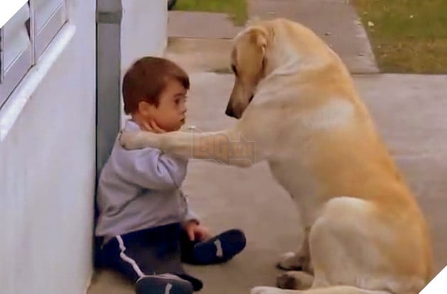 Tình cảm chân thành của chú chó vàng dành cho cậu chủ nhỏ mắc bệnh Down 2