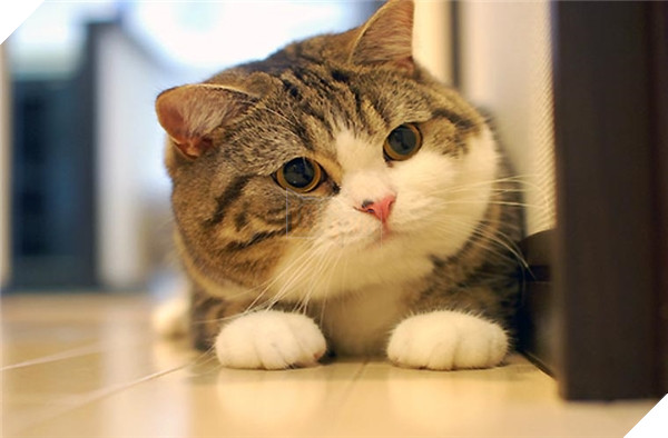 Dân mạng phẫn nộ với anh chàng “nhận vơ” mèo rồi đòi tiền chuộc 500 nghìn đồng