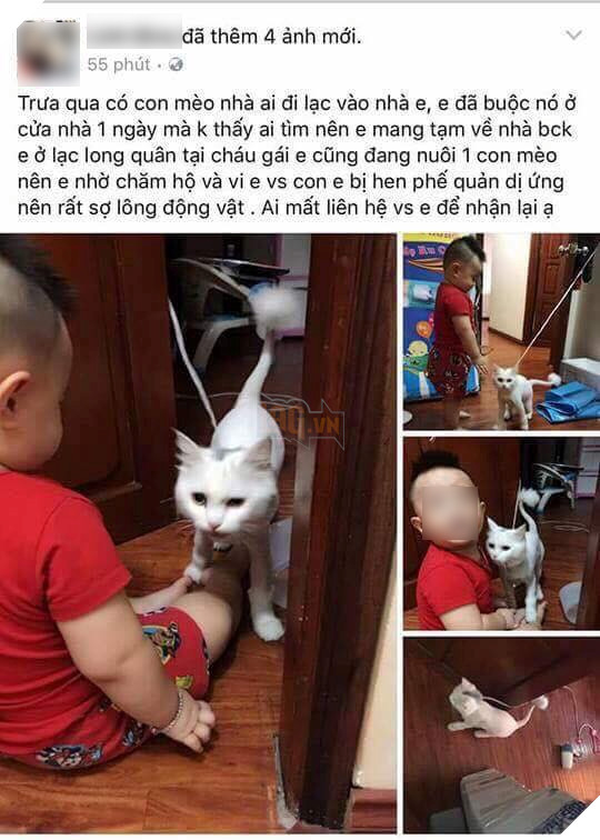 
L. đăng hình ảnh chú mèo đi lạc lên trang cá nhân...