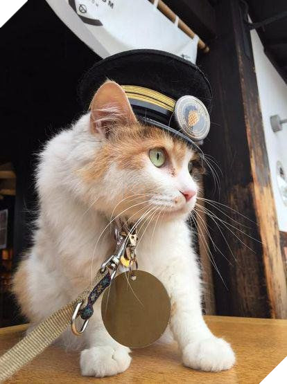 Ngạc nhiên chú mèo thắng bầu cử làm trưởng ga tàu ở Nhật