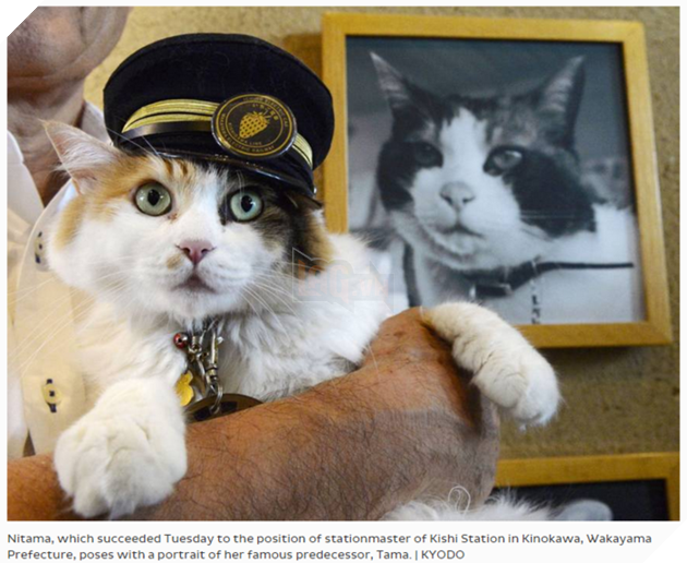 Ngạc nhiên chú mèo thắng bầu cử làm trưởng ga tàu ở Nhật 4