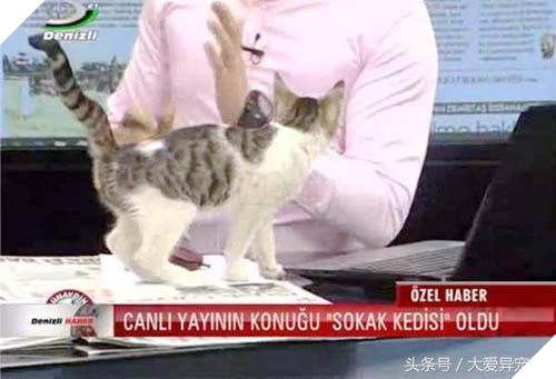 Hoàng thượng đại náo đài truyền hình chán chê rồi lăn ra ngủ 4