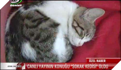 Hoàng thượng đại náo đài truyền hình chán chê rồi lăn ra ngủ 6