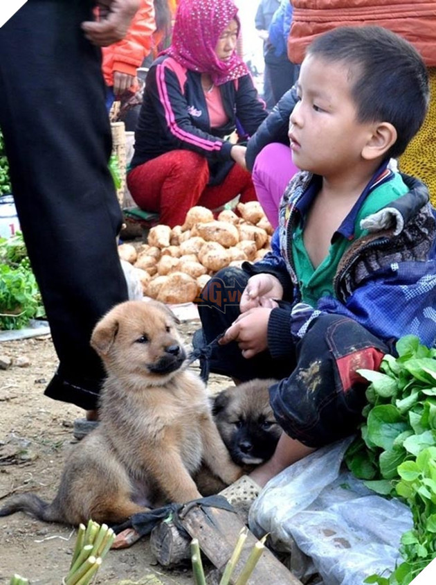 Chạnh lòng cảnh cậu bé vùng cao miễn cưỡng ôm chó cưng đi bán 2