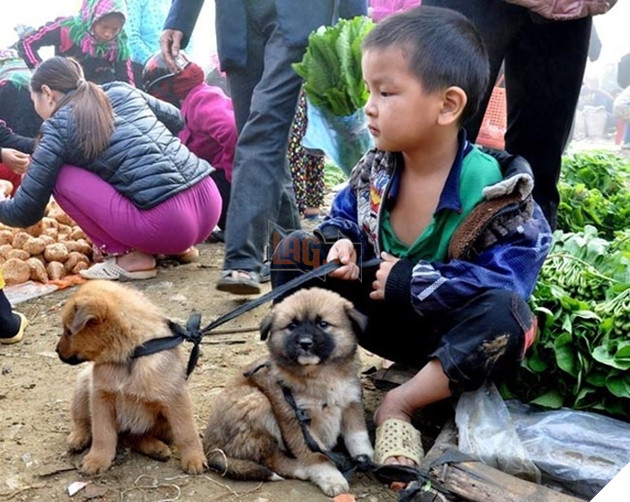 Chạnh lòng cảnh cậu bé vùng cao miễn cưỡng ôm chó cưng đi bán 3