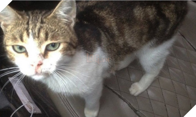 Nga: Phát hiện một chú mèo 'tuồn' ma túy vào nhà tù