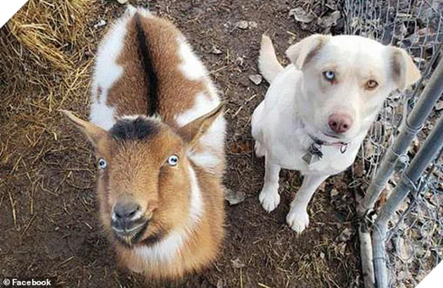 D&#226;n mạng ph&#225;t sốt với con ch&#243; mực đi hoang cả th&#225;ng, l&#250;c về dắt th&#234;m 2 bạn ch&#243; v&#224; d&#234; - Ảnh 5.