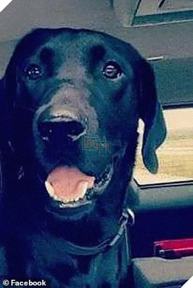 D&#226;n mạng ph&#225;t sốt với con ch&#243; mực đi hoang cả th&#225;ng, l&#250;c về dắt th&#234;m 2 bạn ch&#243; v&#224; d&#234; - Ảnh 5.