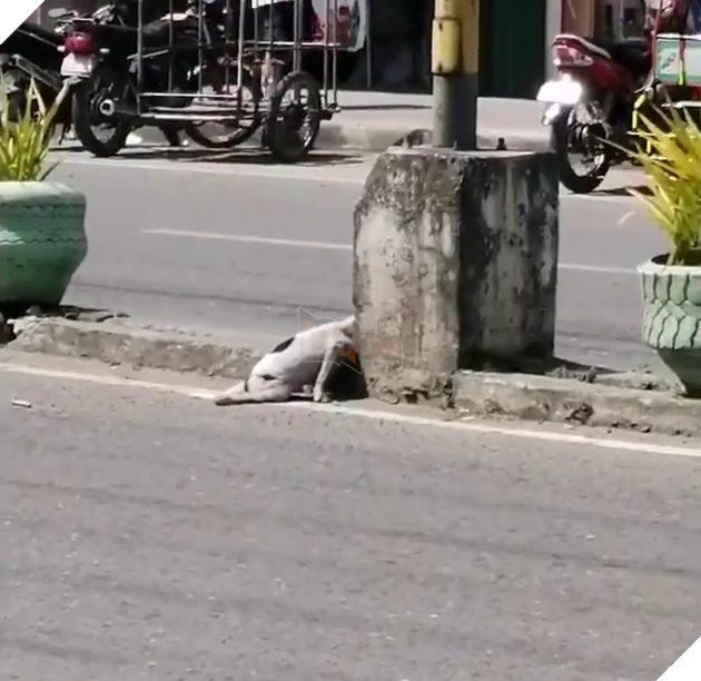 
Đứa con của nó đang nằm bất động trên đường.