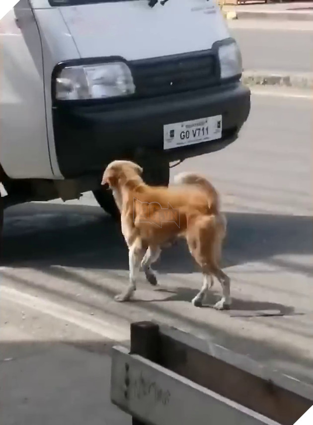 
Con chó mẹ chặng đầu cả xe ô tô để cầu cứu.