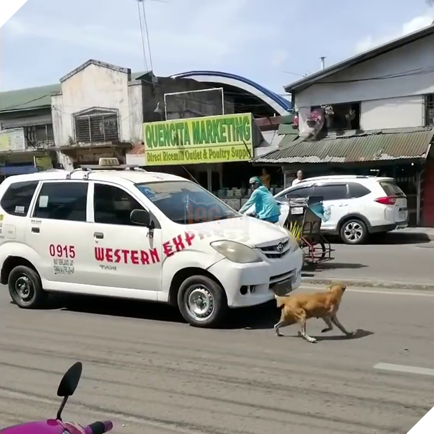
Con chó mẹ chạy đi cầu cứu khắp nơi khi một đứa con của nó bị xe tông.